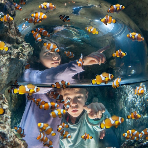 Gardaland SEA LIFE Aquarium: Entry Ticket