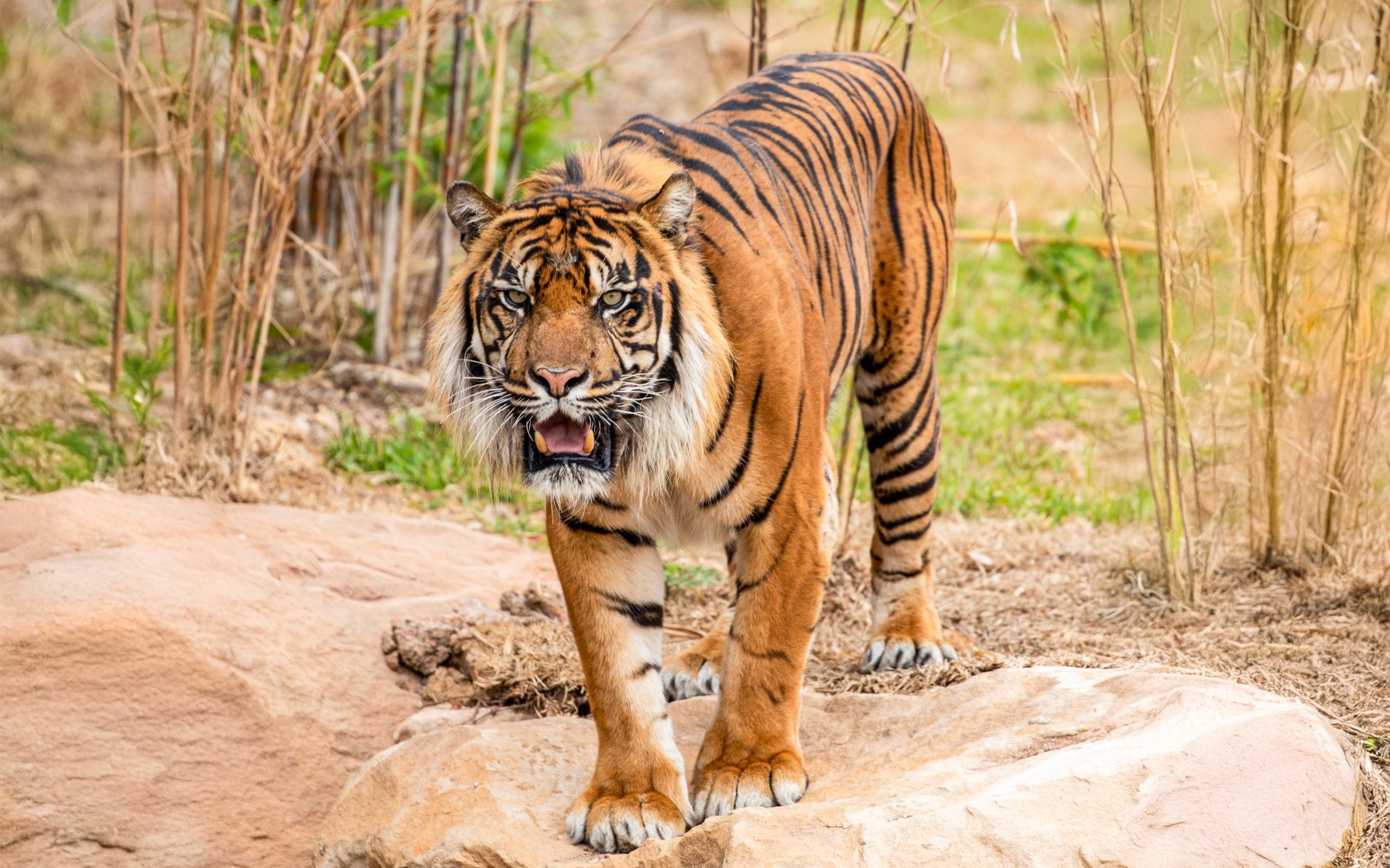 Sydney Zoo Tickets — gallery 1