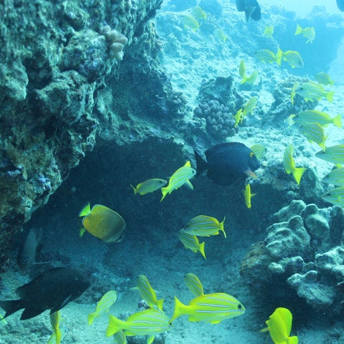 Oahu: Guided Dolphin Watching & Snorkeling Tour + Lunch + Roundtrip Transfer — gallery 3