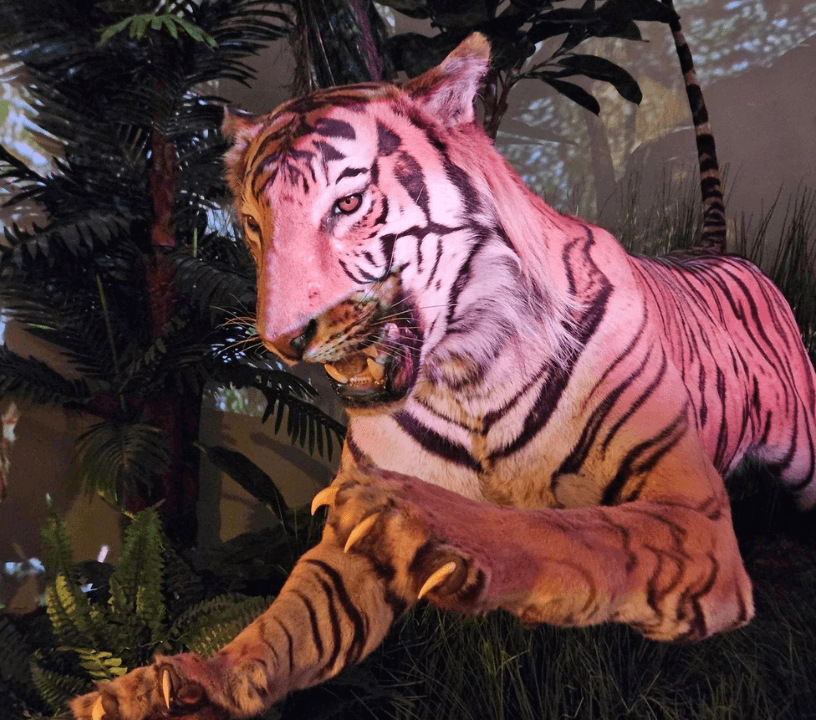 Las Vegas Natural History Museum: Entry Ticket — gallery 2