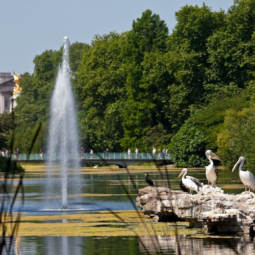 Buckingham Palace: Skip The Line + Audio Guide + London Guided Walking Tour