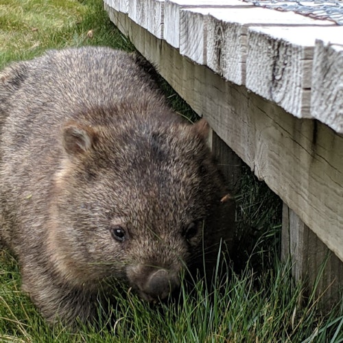 Canberra: Guided Wildlife Tour + Roundtrip Transportation — gallery 2