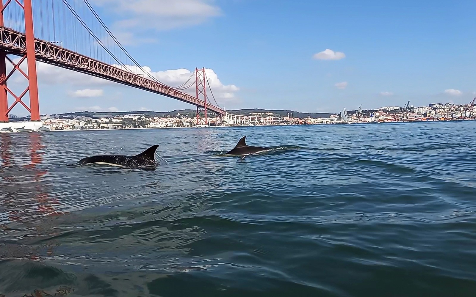 Lisbon Dolphin Watching Cruise — gallery 2