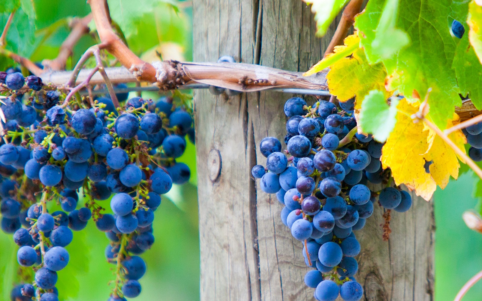 Full-Day Tour of Yarra Valley & Dandenong Ranges with Lunch — gallery 1