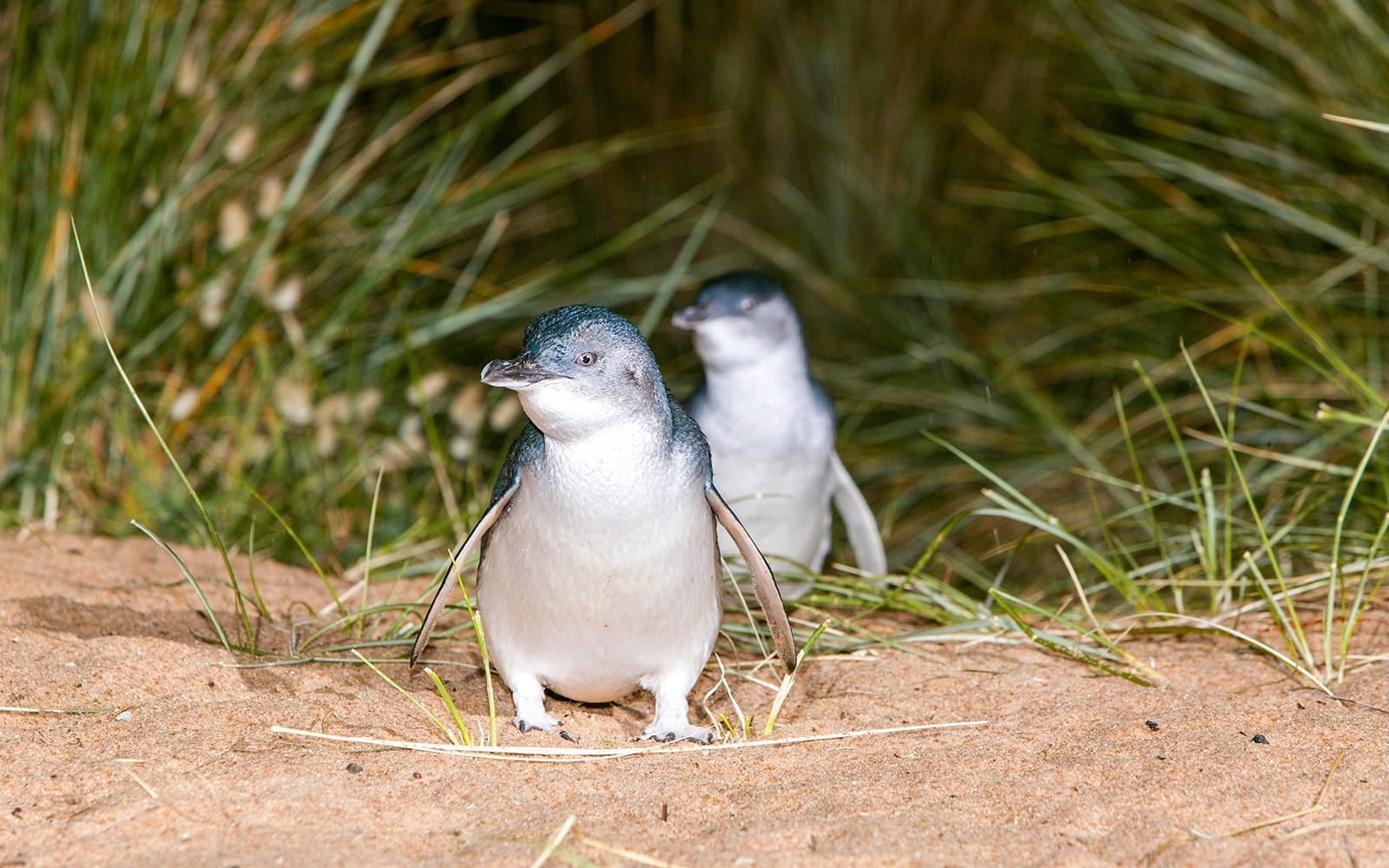 From Melbourne: Half/Full-Day Phillip Island Day Trip with Penguin Parade