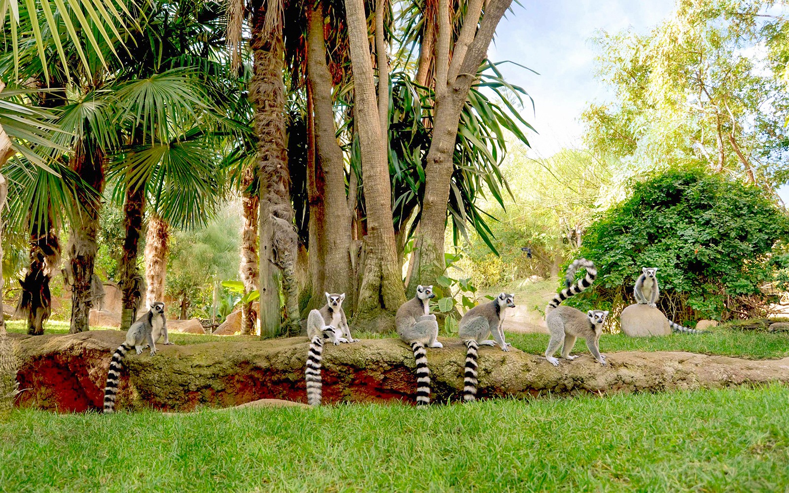 Mga Ticket para sa Bioparc Fuengirola — gallery 3