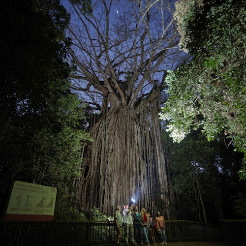 Nocturnal Rainforest & Wildlife Tour from Cairns — gallery 1