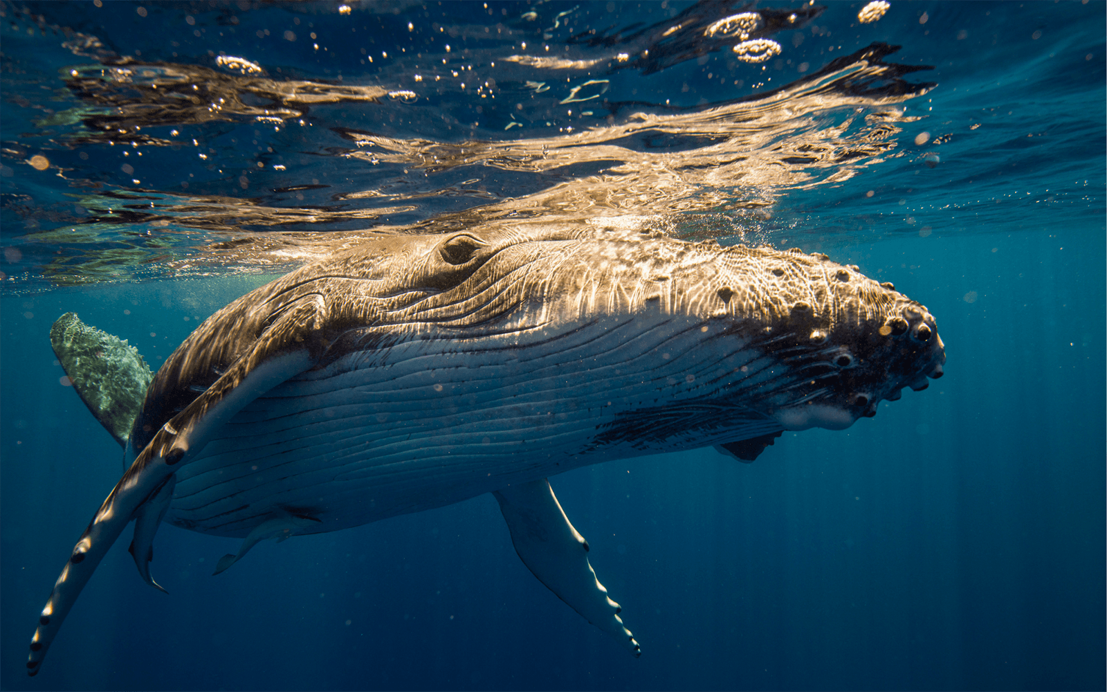 Sydney Whale Watching Cruise
