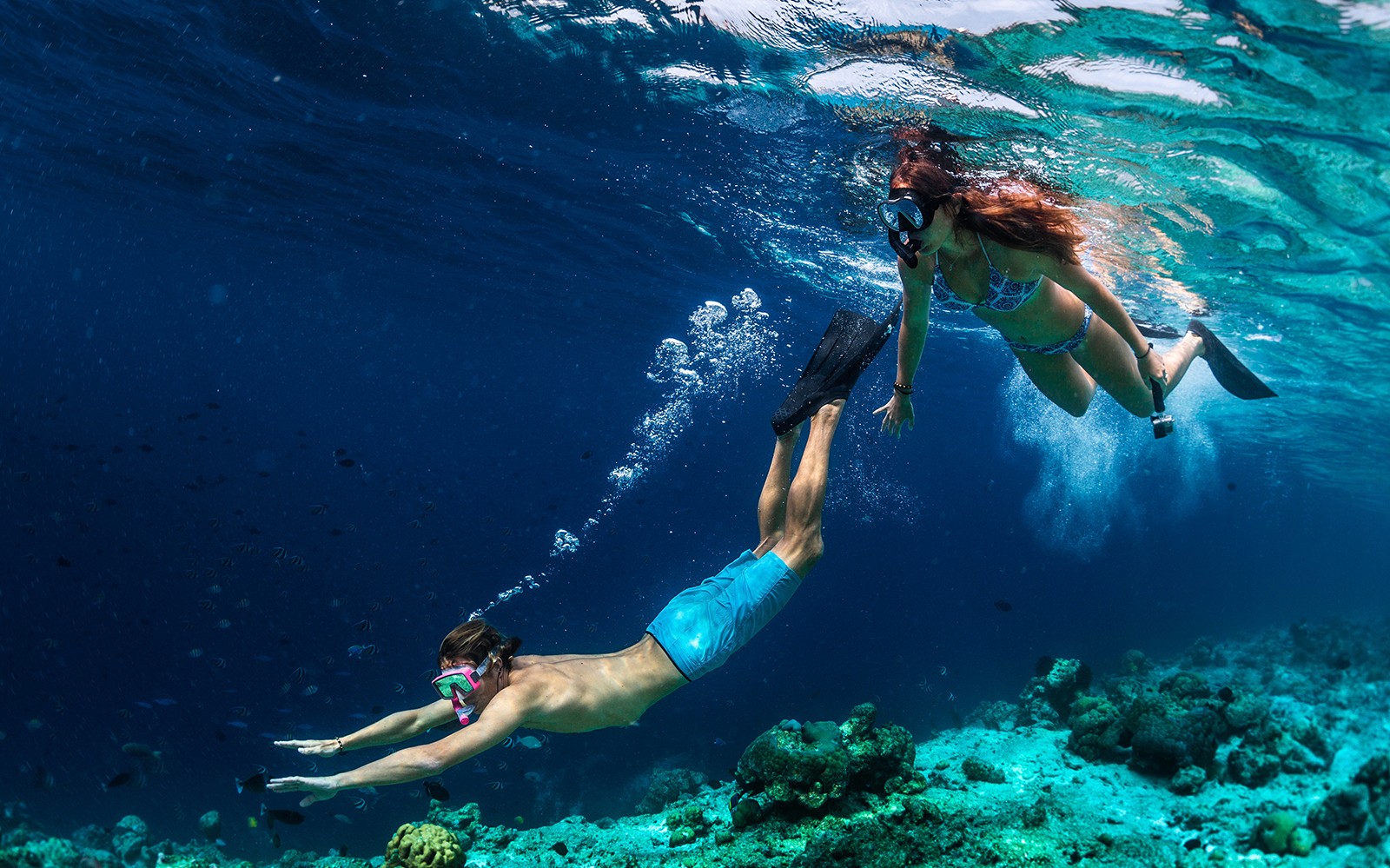 Moreton Island: Dolphin Eco-Cruise & Tangalooma Wrecks Snorkel Tour — gallery 1
