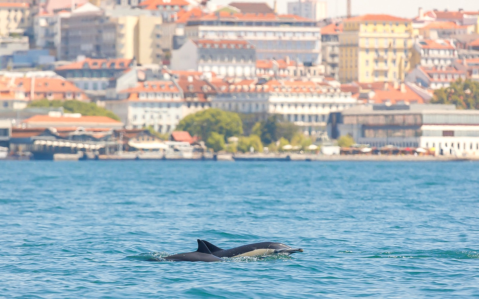 Lisbon Dolphin Watching Cruise — gallery 5