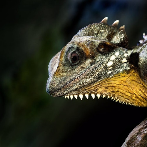Marine Life Encounter at Cairns Aquarium — gallery 2