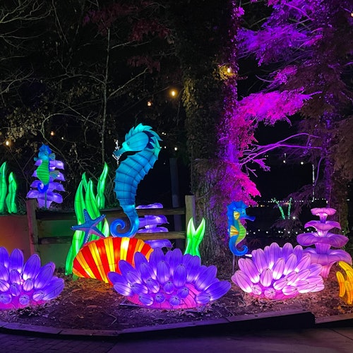 Zoo Atlanta: IllumiNights