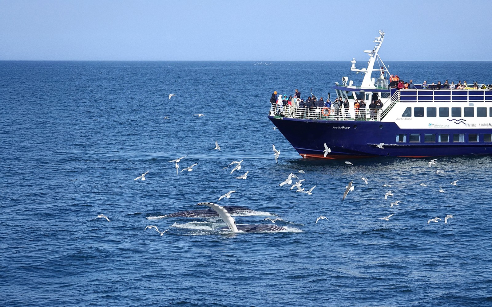 Reykjavik: Whale Watching Boat Tour — gallery 4