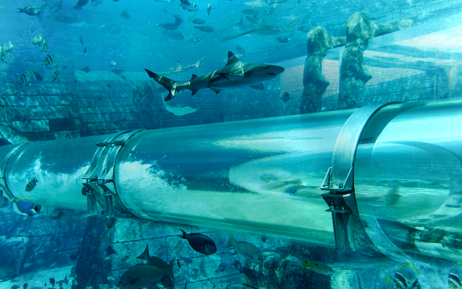 Aquaventure Waterpark Tickets with Dolphin Encounter — gallery 2