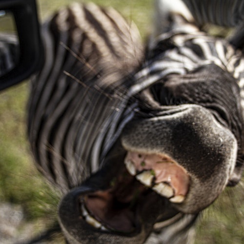 Wild Florida Drive-Thru Safari Park Admission