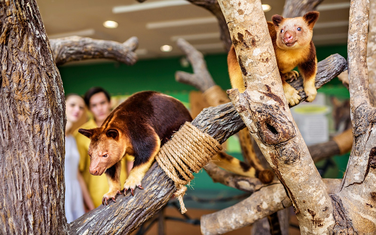 Singapore Zoo Tickets | Mandai Wildlife Reserve