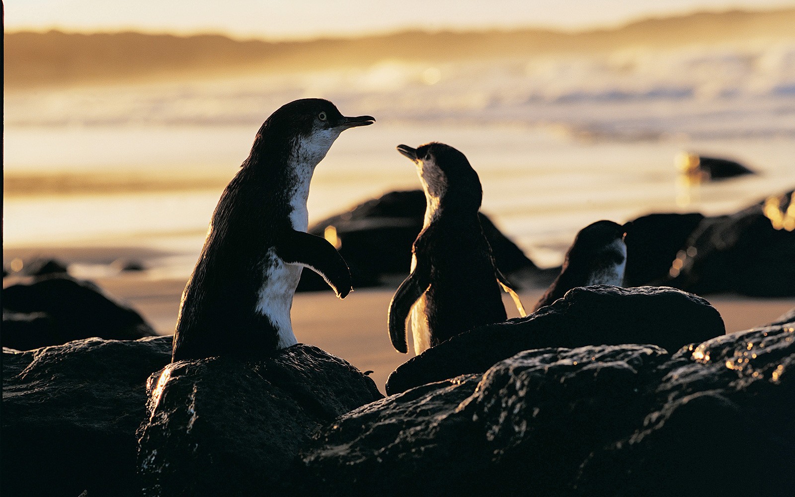 From Melbourne: Healesville Sanctuary & Phillip Island Guided Tour with Penguin Parade