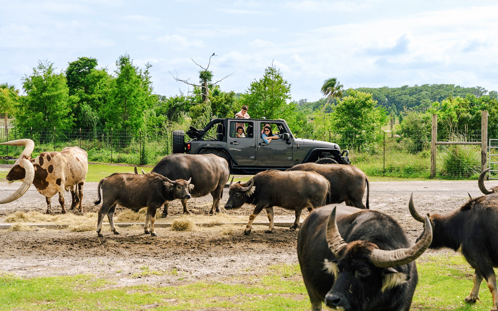 Orlando: Wild Florida Drive‑Thru Safari Park — gallery 1