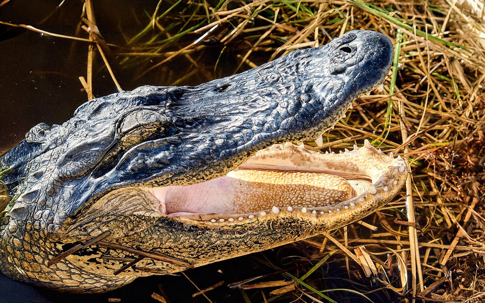 Everglades National Park: Full‑Day Tour with Airboat, Dry Walk & Transportation — gallery 2