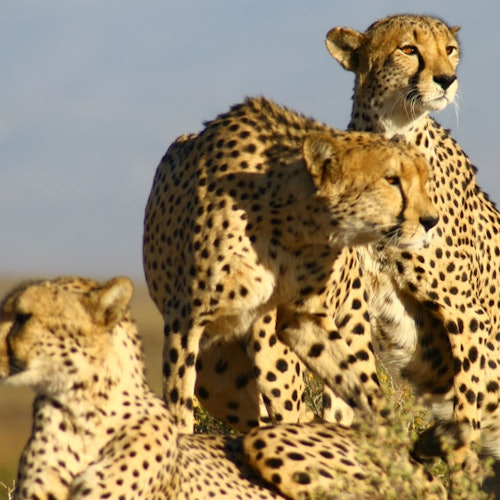 Aquila Private Game Reserve: Guided Safari + Optional Nederburg Wine Tasting — gallery 1