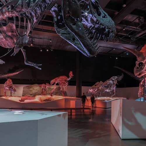 Houston Museum of Natural Science: Entry Ticket — gallery 2