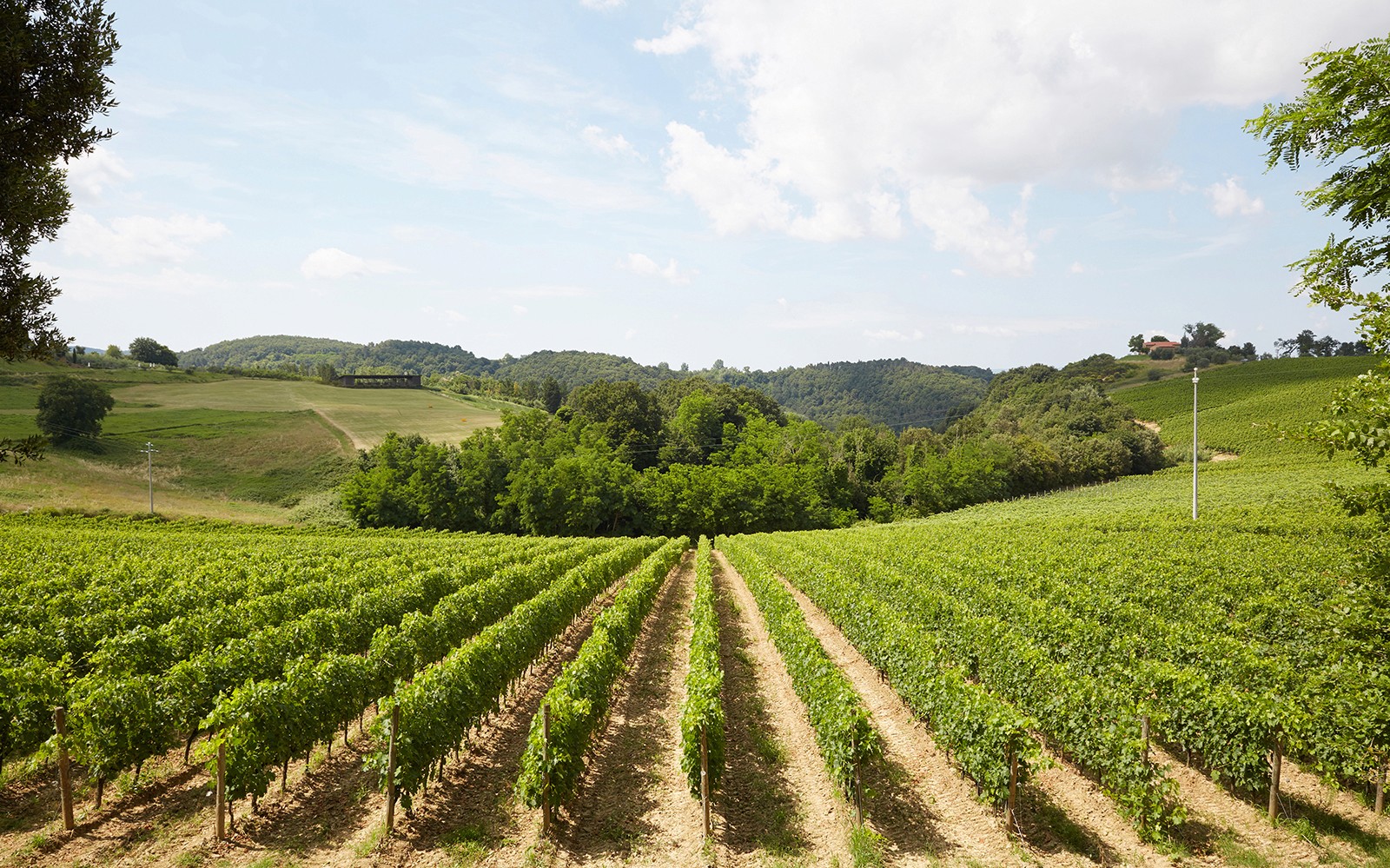 Tuscany Wine and Olive Oil Trail: Small-Group Tour From Florence — gallery 2