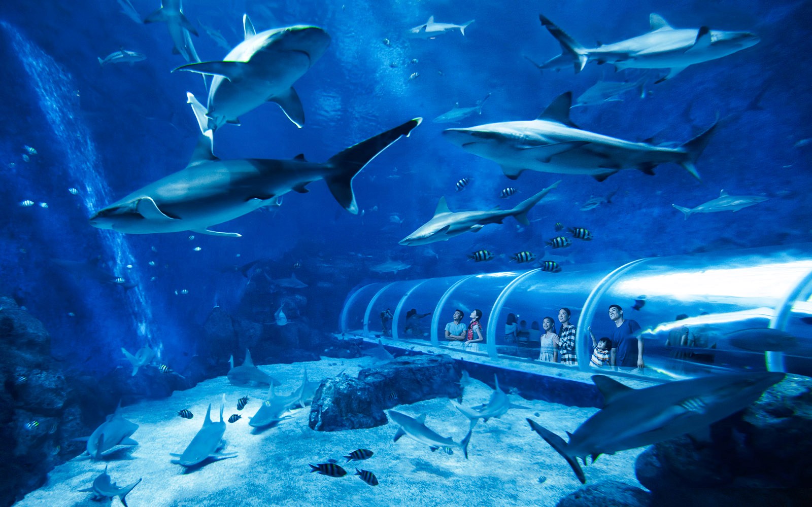 Singapore Oceanarium Tickets