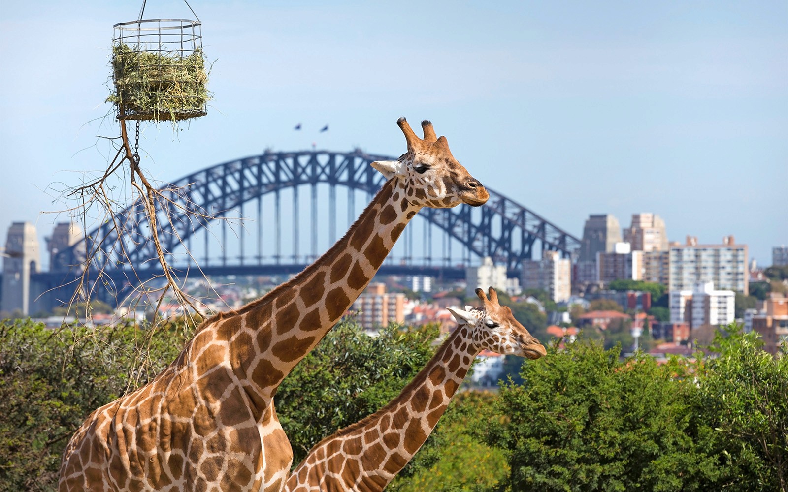 Sydney Harbour Whale Watching Cruise by Captain Cook