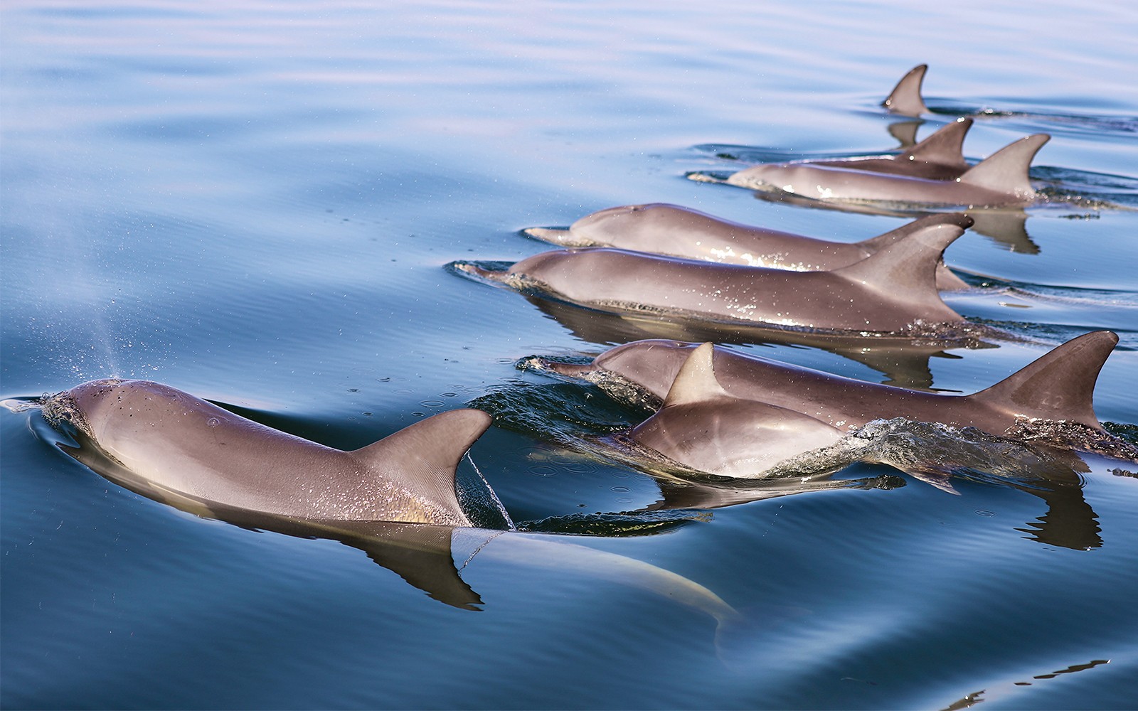 From Mandurah: Scenic View Dolphin Cruise