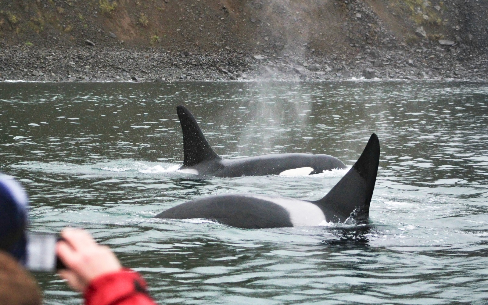 Akureyri: Whale Watching Tour on RIB Speedboat — gallery 3