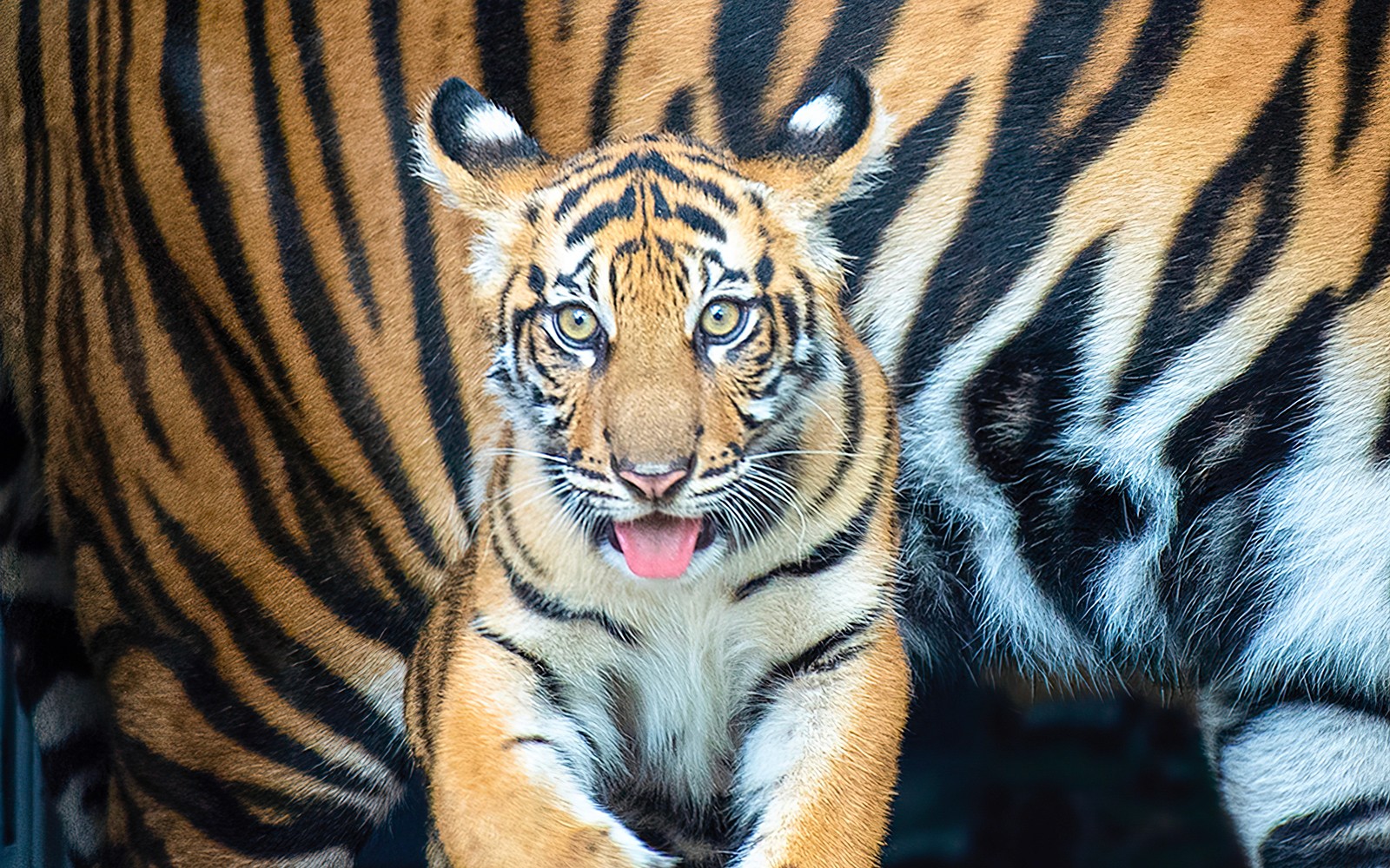 Zoo Miami Tickets: Groups of 4 And More
