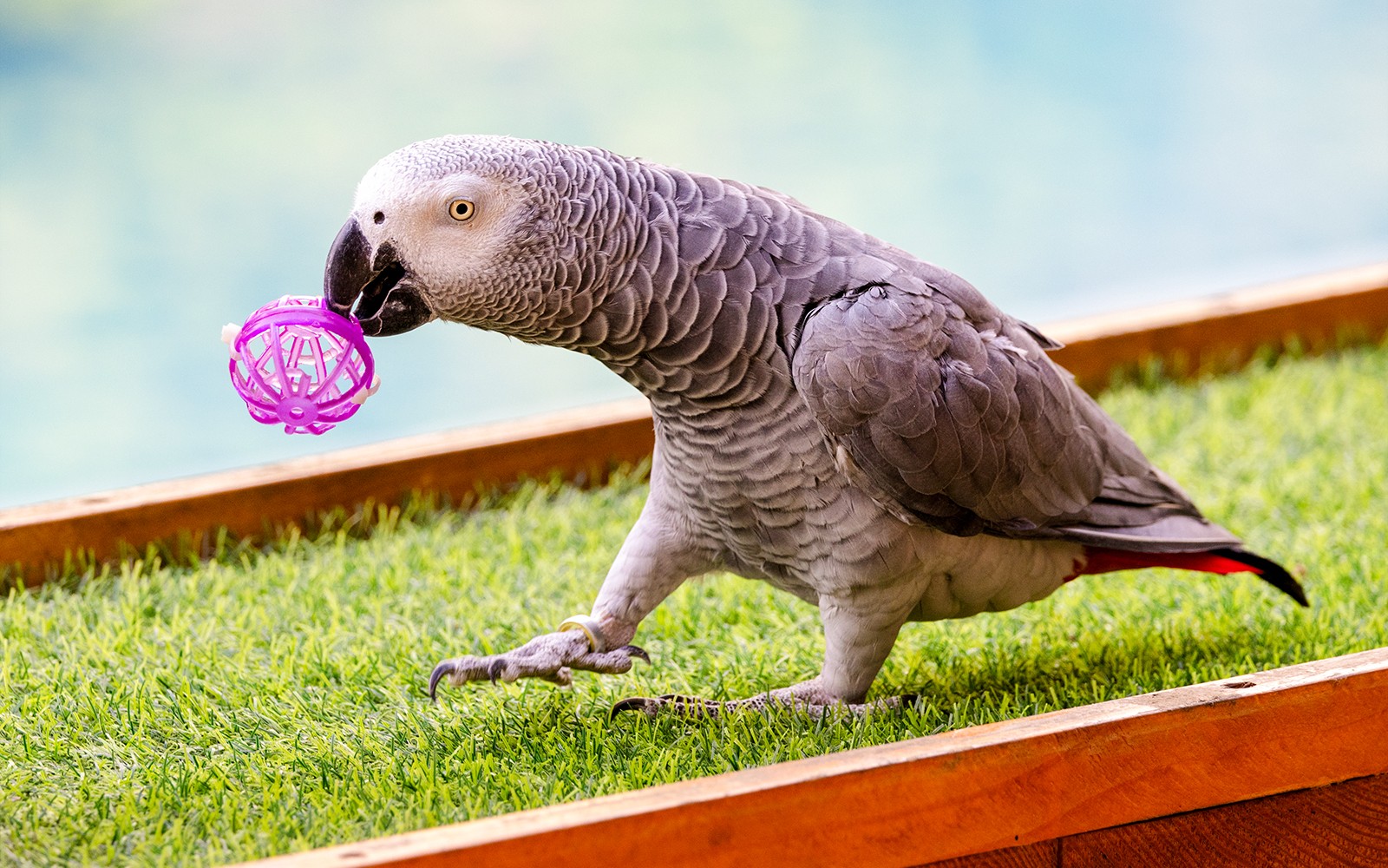 Dubai Dolphinarium: Creek Park Exotic Bird Show Tickets — gallery 4
