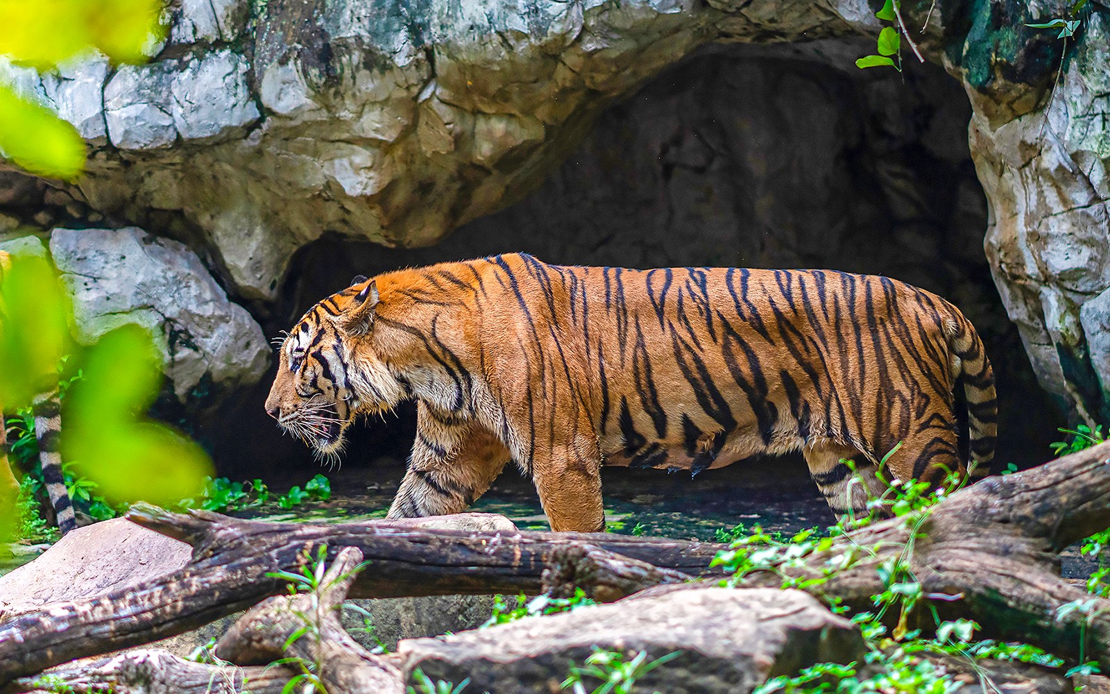 Safari World + Marine Park Tickets with Lunch and Optional Transfers — gallery 2