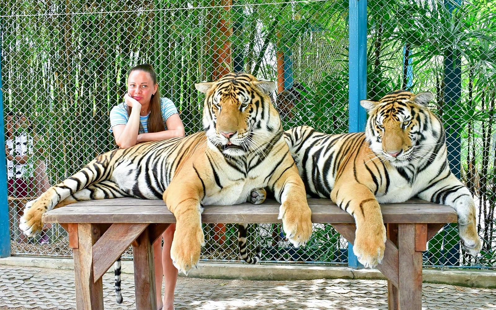 Tiger Park Tickets with Tiger Play Packages: Non-Thai Residents