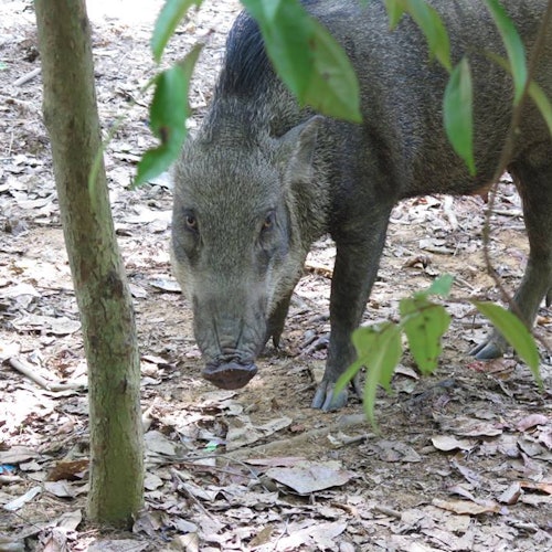 Pulau Ubin Kayaking & Cycling Full-Day Tour with Lunch