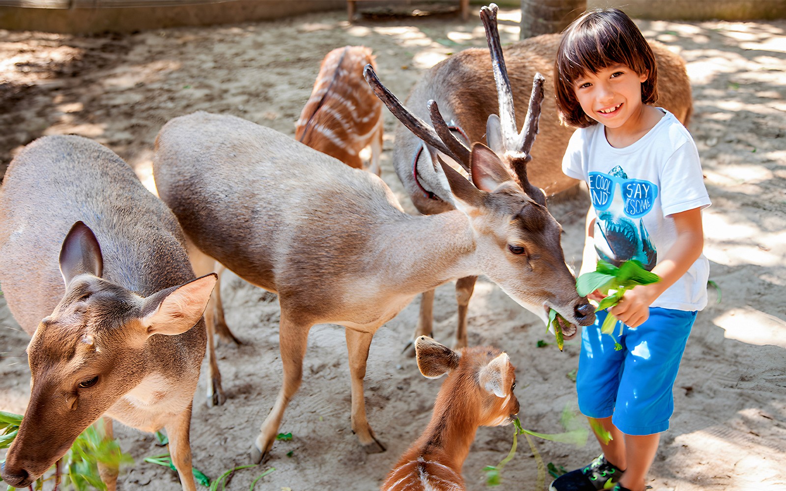 Bali Zoo Combo: Entry Ticket, Breakfast with Orangutans & Elephant Mud Fun