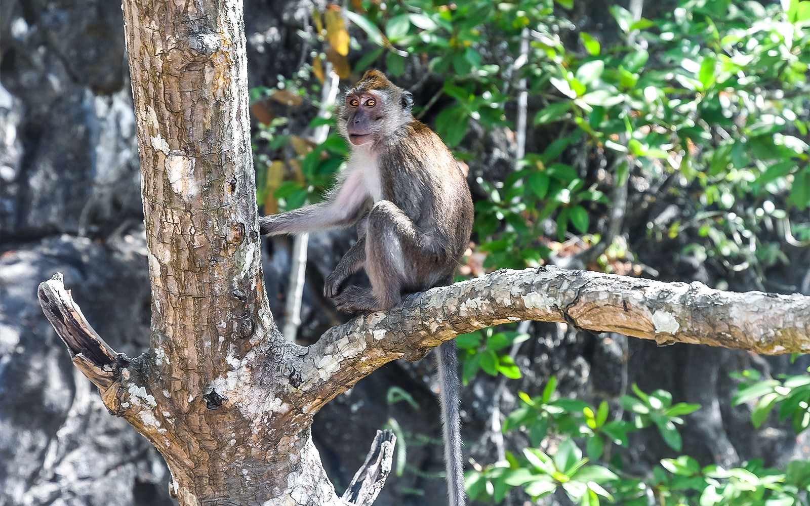 Langkawi Mangrove Kayak Tour — gallery 5