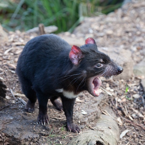 Mt. Field, Bonorong Wildlife Sanctuary & Mt. Wellington: Guided Tour — gallery 2