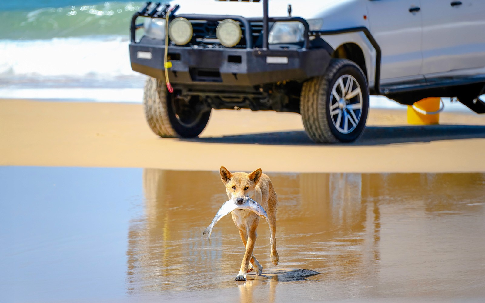From Rainbow Beach: K'gari (Fraser Island) 3-Day Self-Drive 4WD Tour — gallery 3