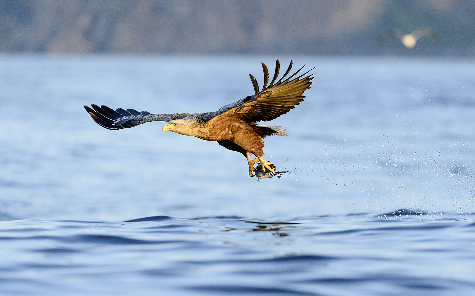 From Tromso: Arctic Fjord Cruise & Wildlife Tour