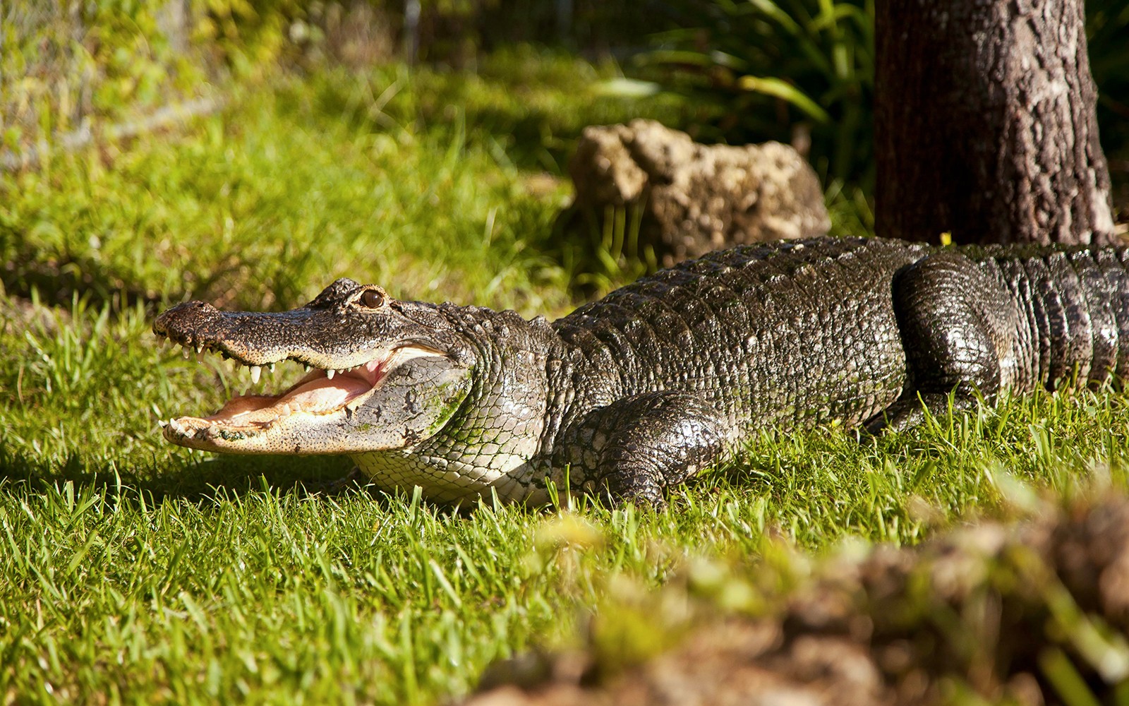 Miami: Everglades Airboat Tour with Reptile Exhibit & Optional Transportation — gallery 2