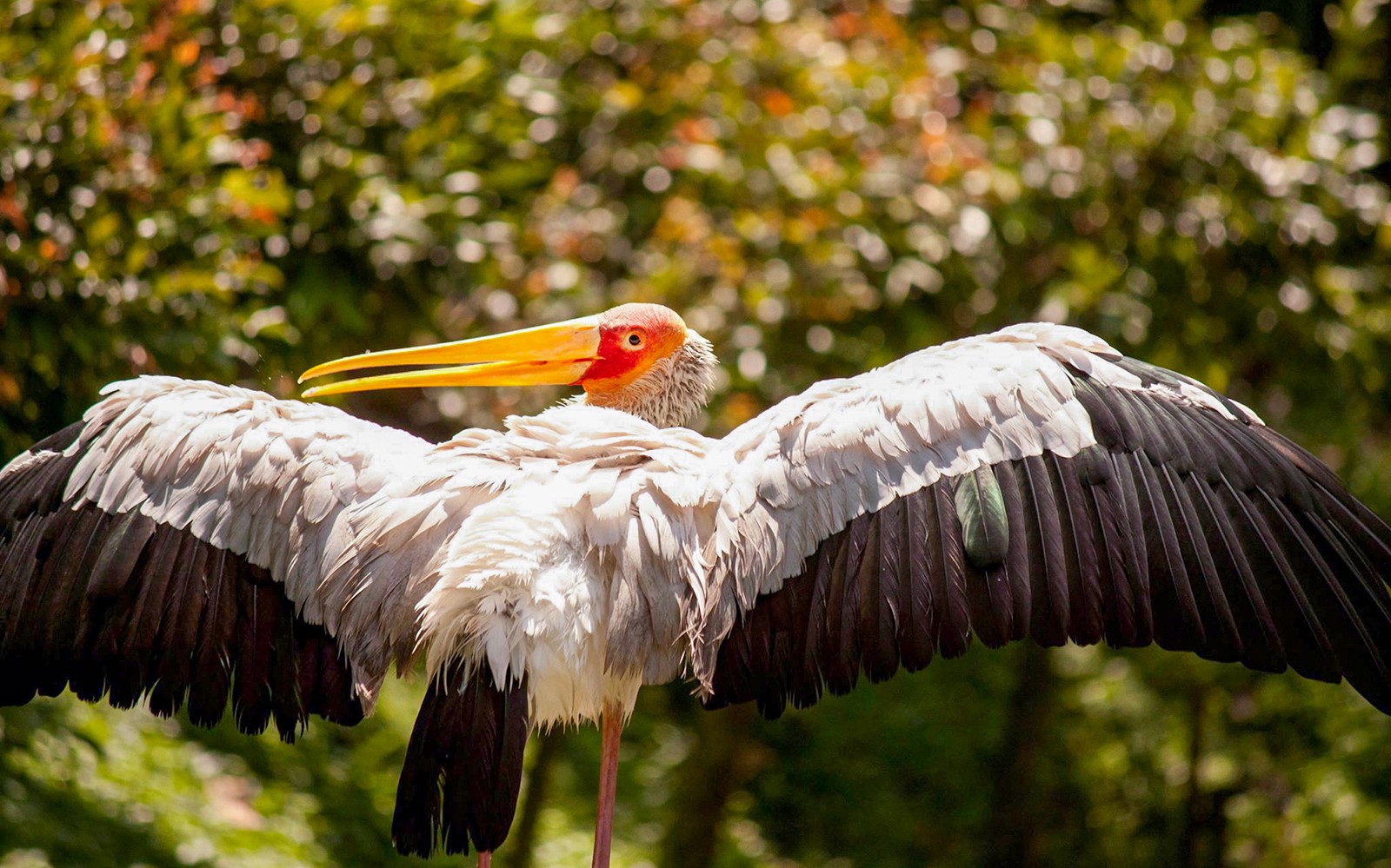 Kuala Lumpur Bird Park, Butterfly Park with Orchid and Hibiscus Garden Day Tour — gallery 2