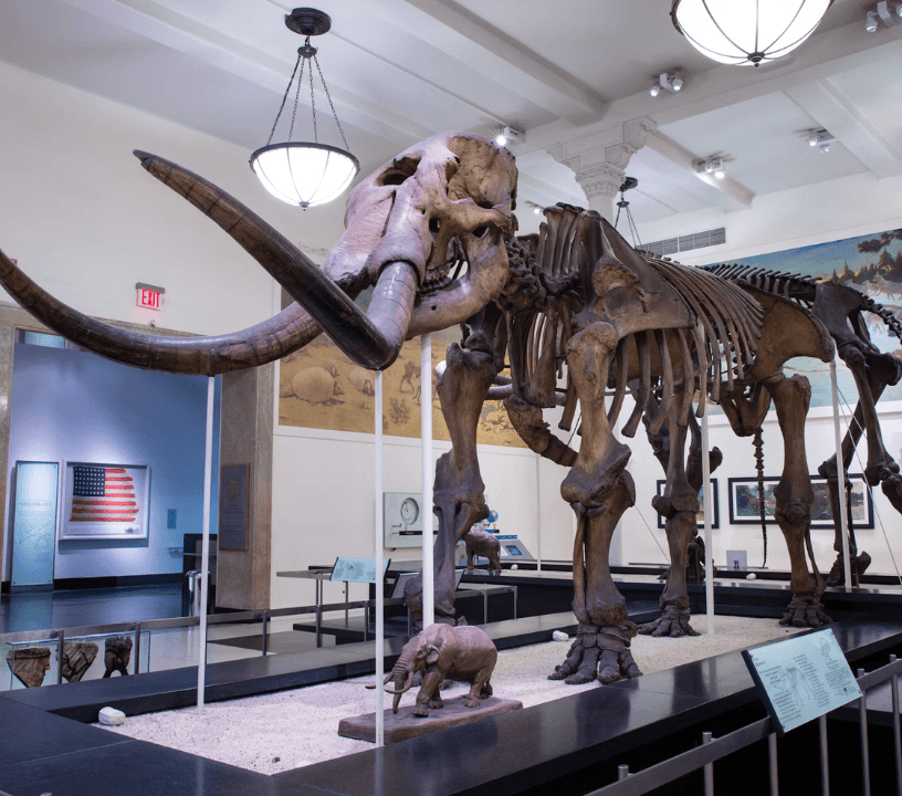 American Museum of Natural History (AMNH): Entry Ticket