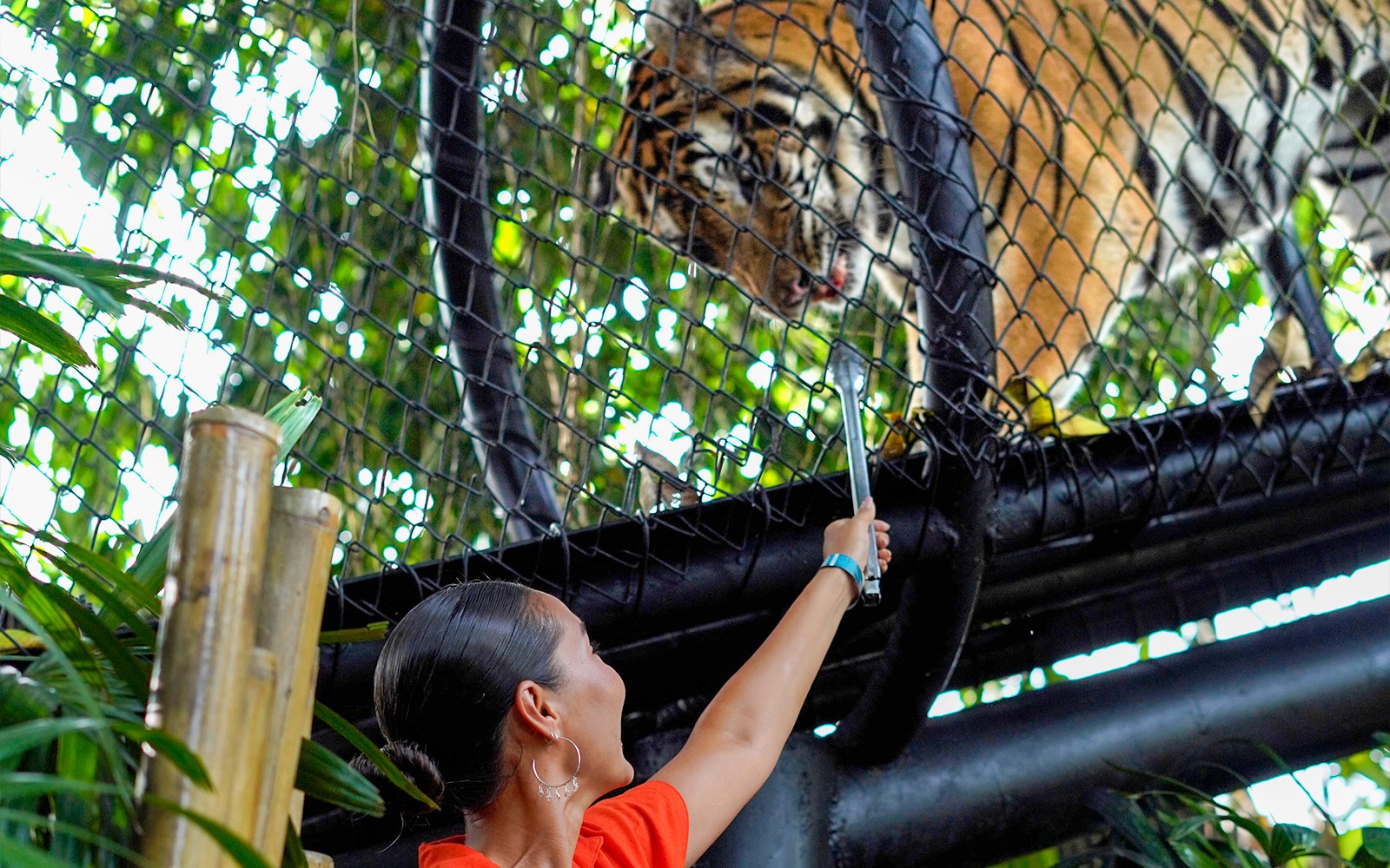 Bali Zoo Entry Tickets 