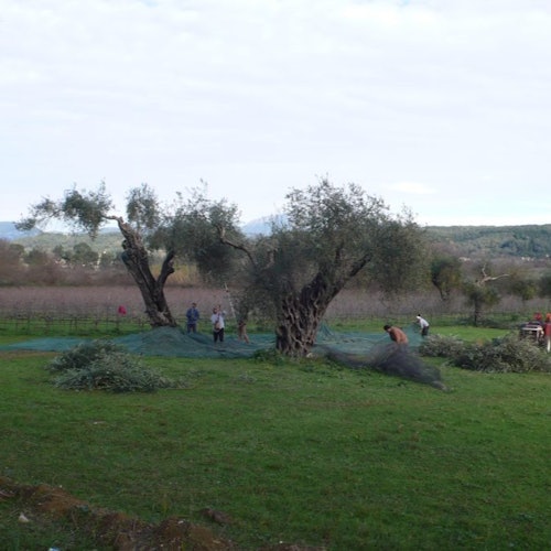 Corfu: Winery Tour + Wine & Olive Tasting — gallery 2