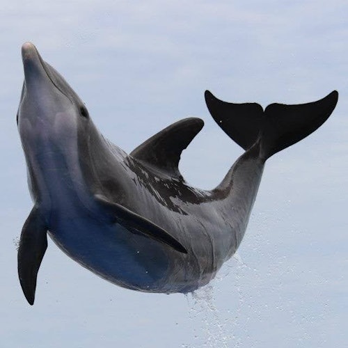 Marineland Dolphin Adventure: Entry Ticket — gallery 4