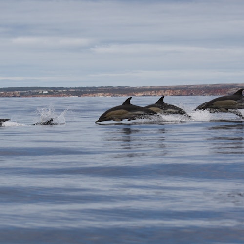 Algarve: Guided Dolphin Watching Tour — gallery 2