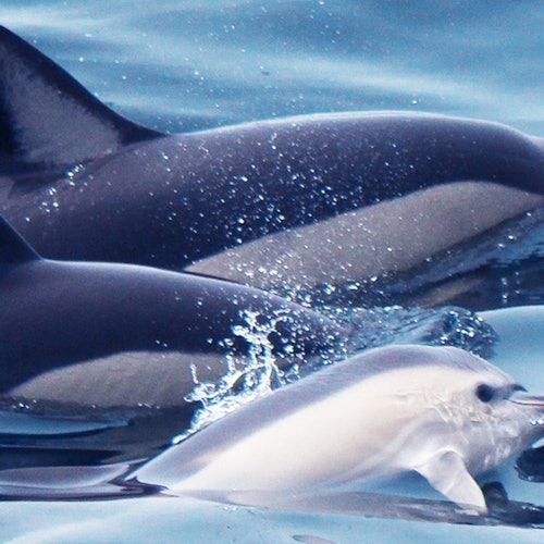 Algarve: Guided Dolphin Watching Tour — gallery 1