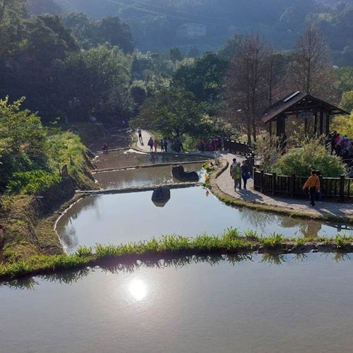 Pinglin Tea Culture & Maokong: Guided Day Tour from Taipei + Gondola Ride — gallery 5