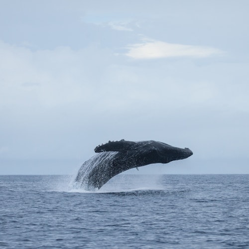 Waikiki: Whale Watching Tour